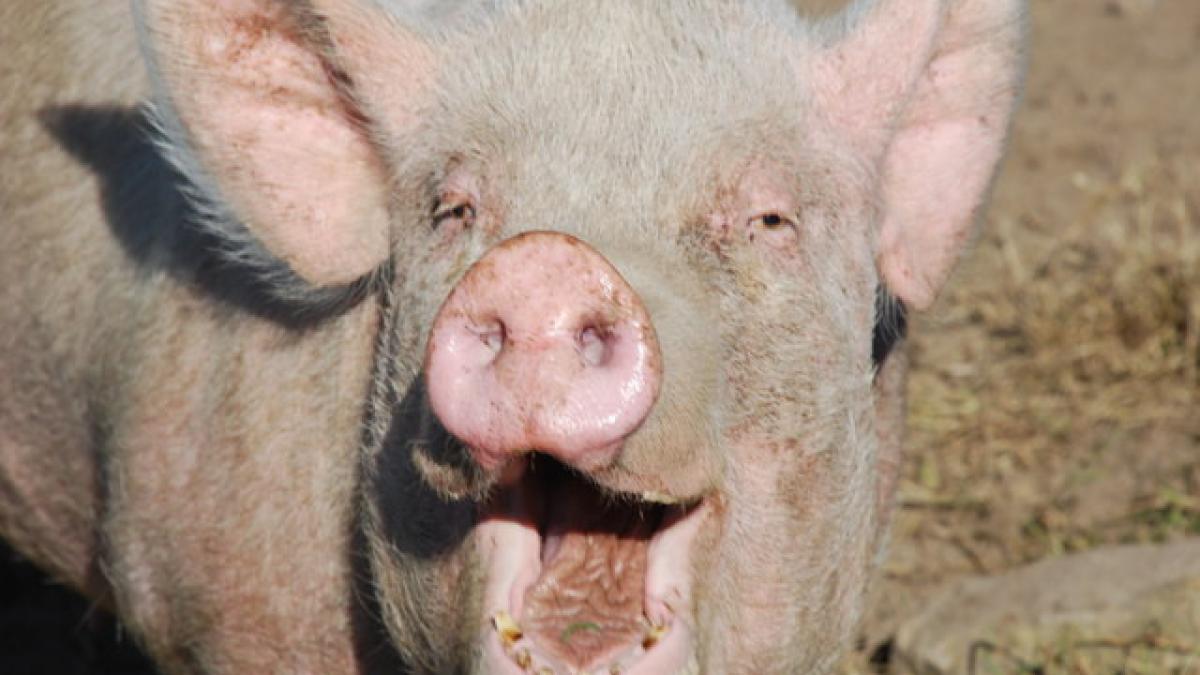 in pas cu tendintele gastronomice tu ai vrea sa gusti carne de porc drogat