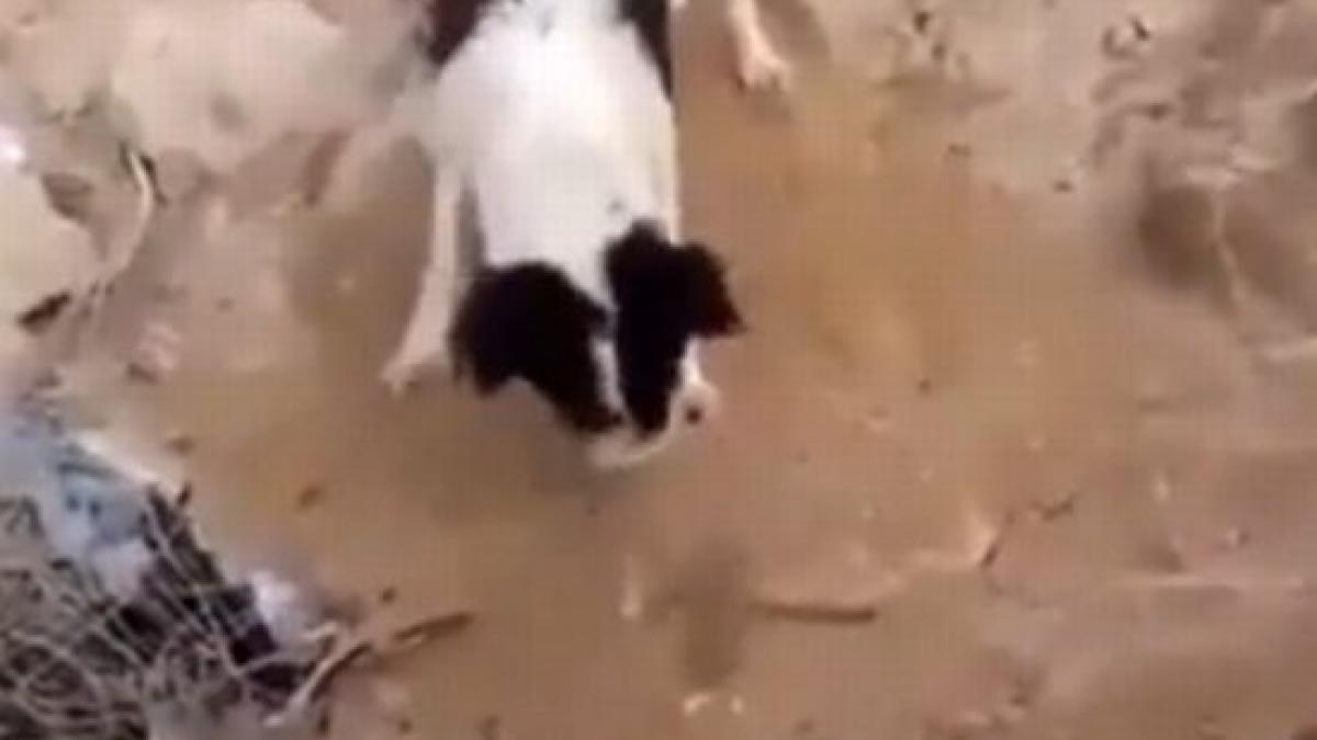 animalele au suflet povestea acestei imagini te va impresiona pana la lacrimi