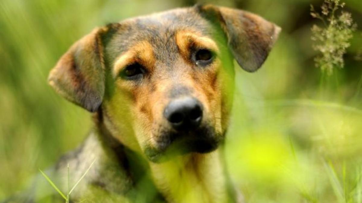 carne de pui otravita in parcurile din ploiesti populatia este avertizata sa si supravegheze copiii