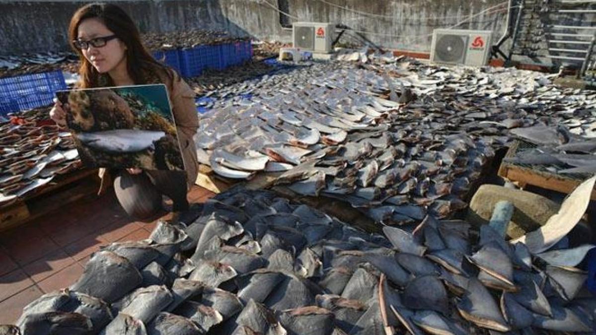 mai multe companii aeriene refuza sa transporte aripioare de rechin