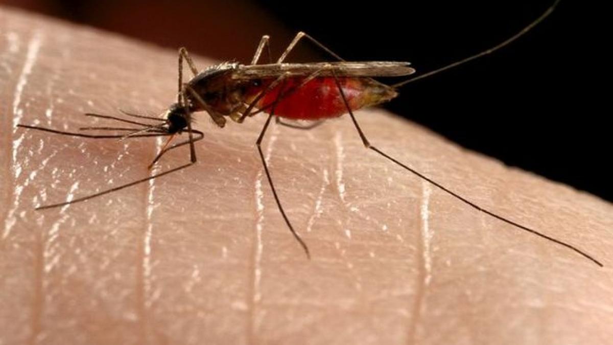 moscova sub asediul tantarilor care transmit malaria