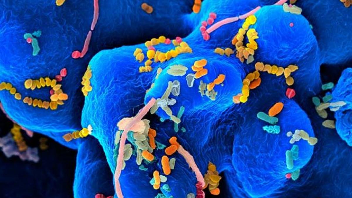 ultimii supravietuitori de pe terra cand temperaturile vor creste cu 100 de grade acestea vor fi