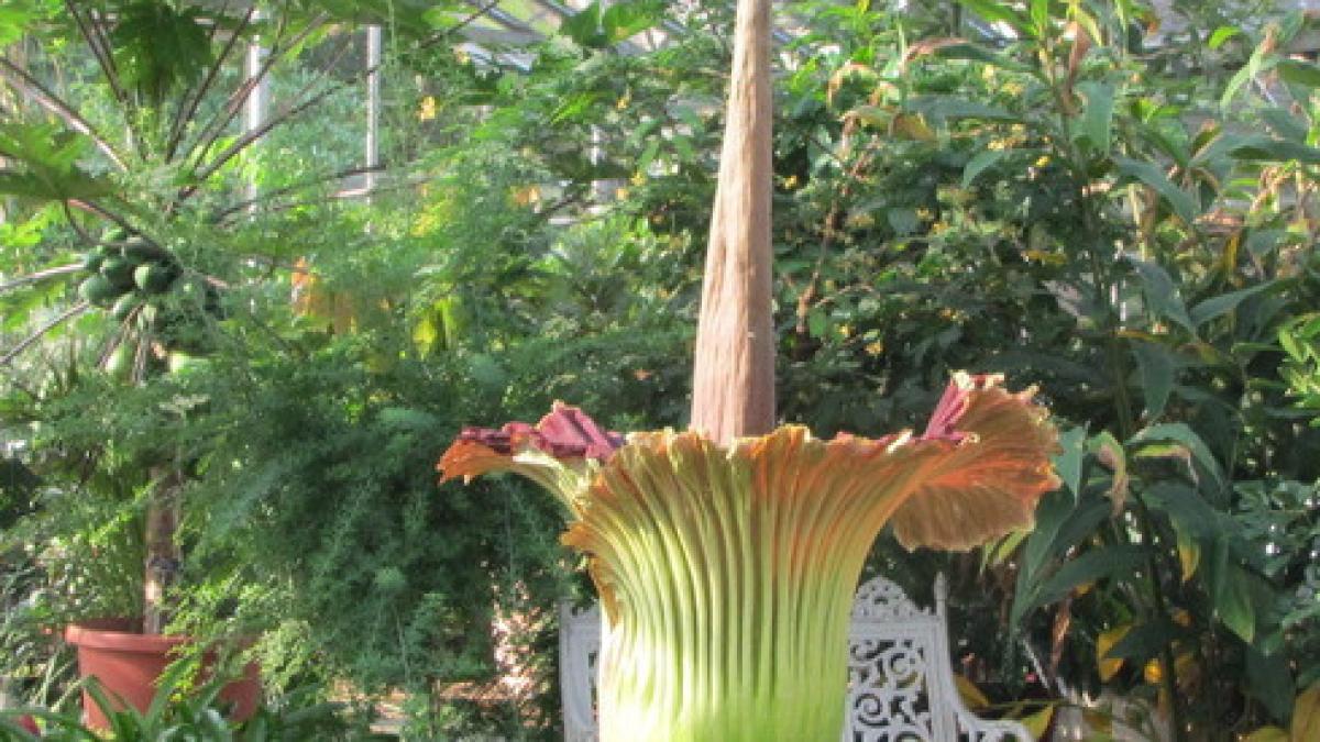 minunea din gradina botanica au venit sa o vada oameni din toata lumea