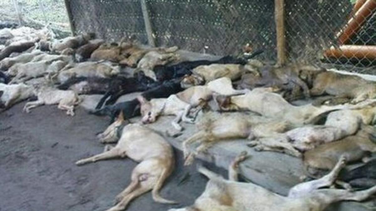 afaceri ilegale cu maidanezi peste 1 200 de caini nedeclarati descoperiti in capitala