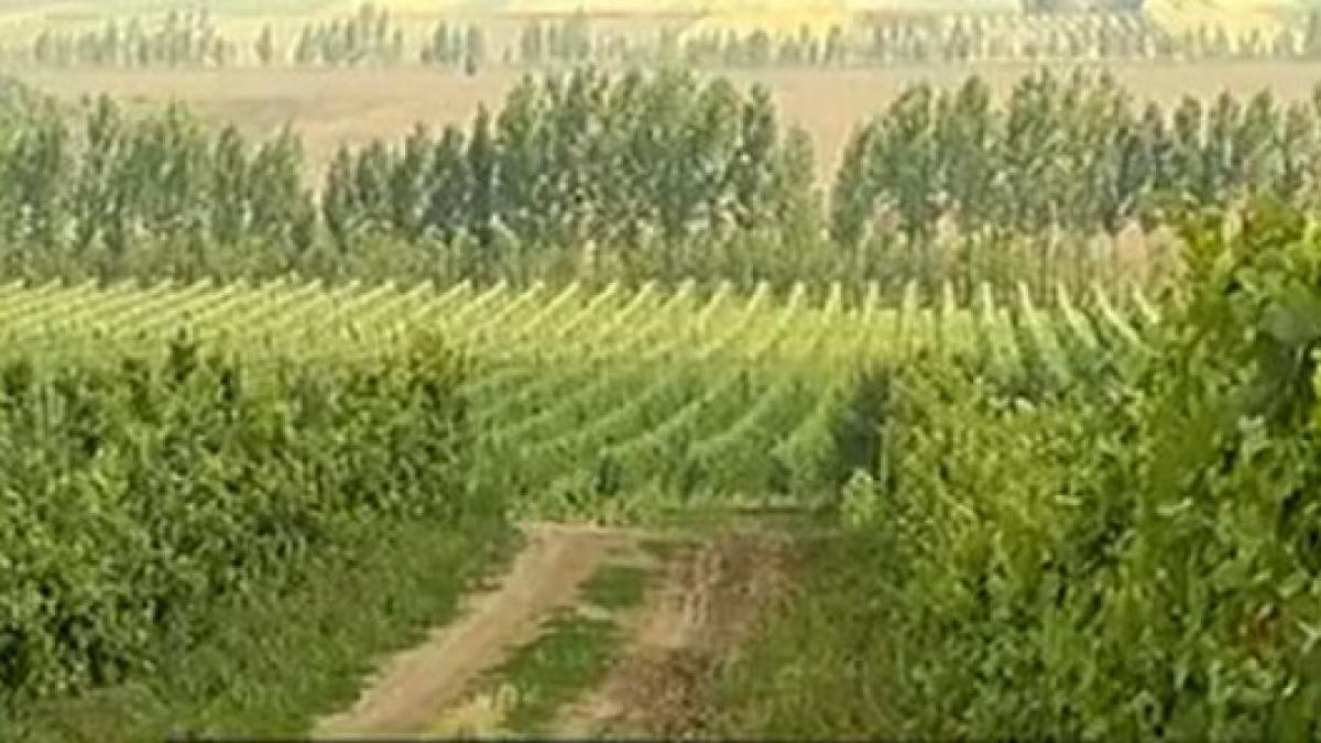 agricultura din romania a atins un nou nivel utilajele sunt asistate prin satelit