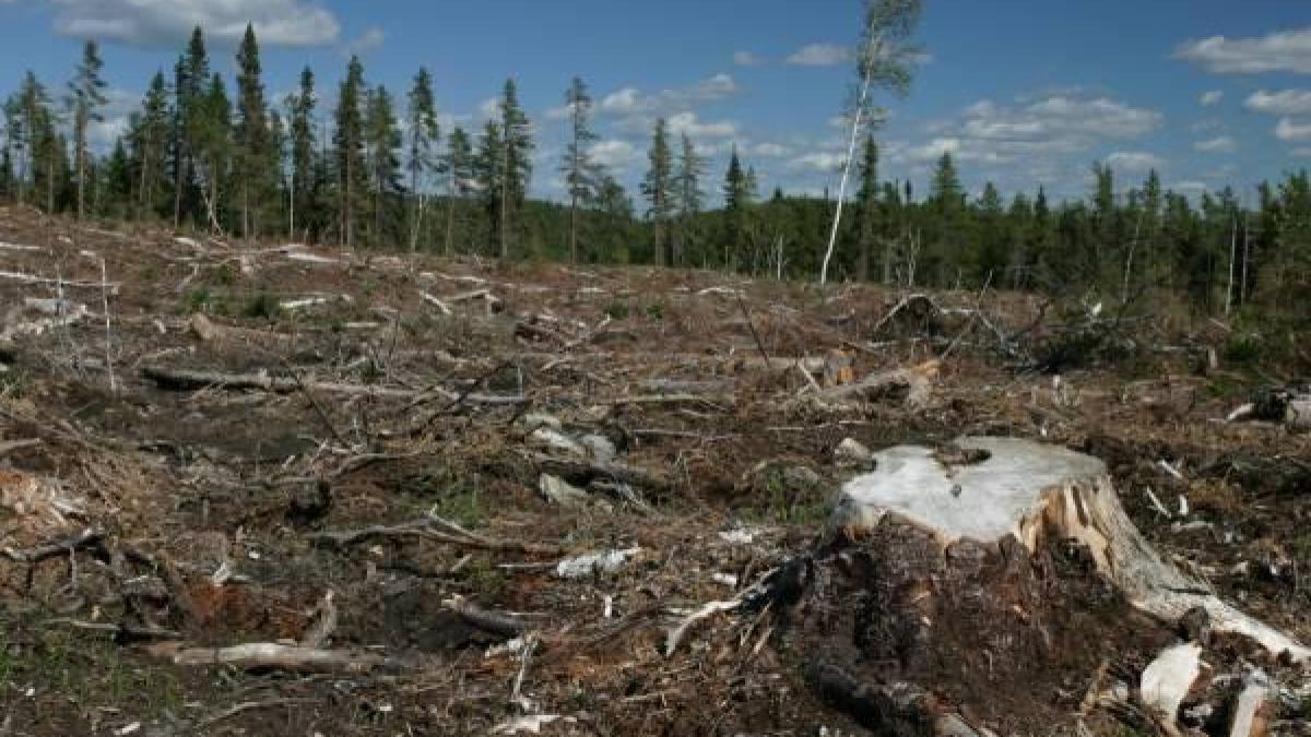 zeci de hectare de padure au disparut in 2 ani sub supravegherea celor care ar trebui sa apere