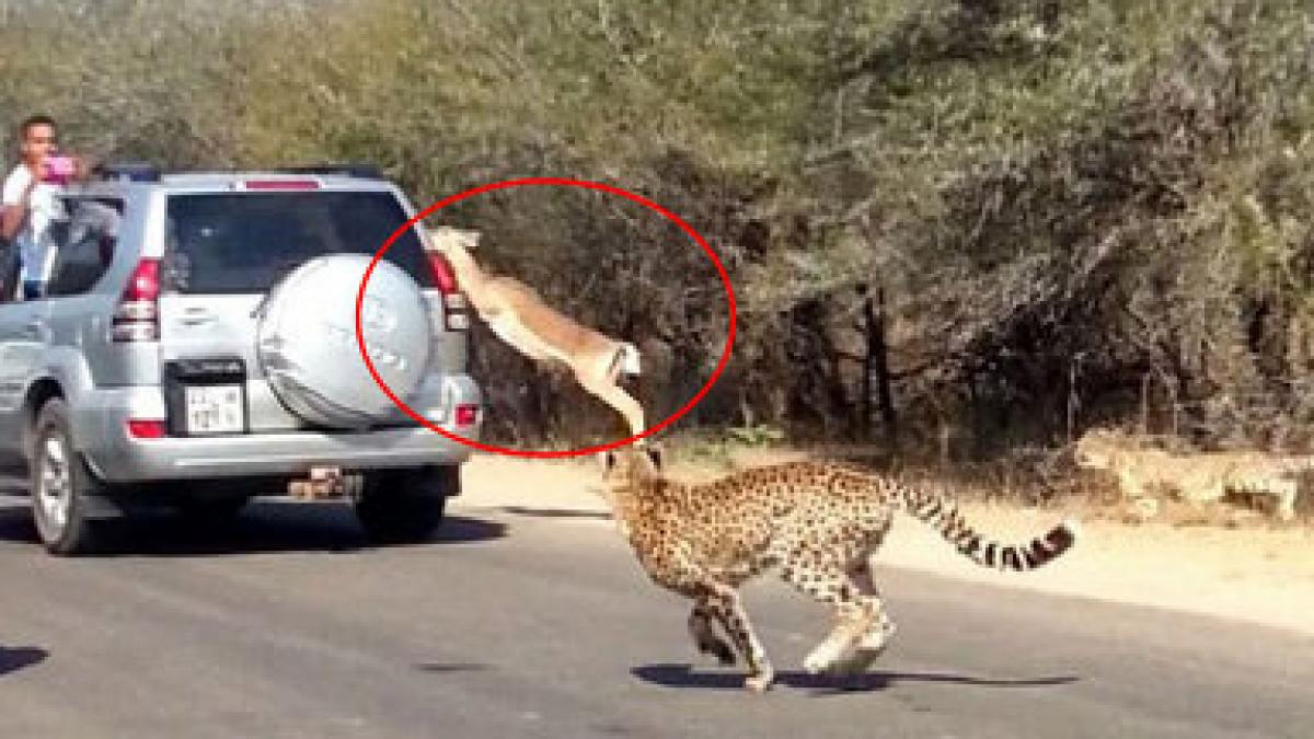 imagini incredibile secunda care a facut diferenta intre viata si moarte cum scapa o antilopa de