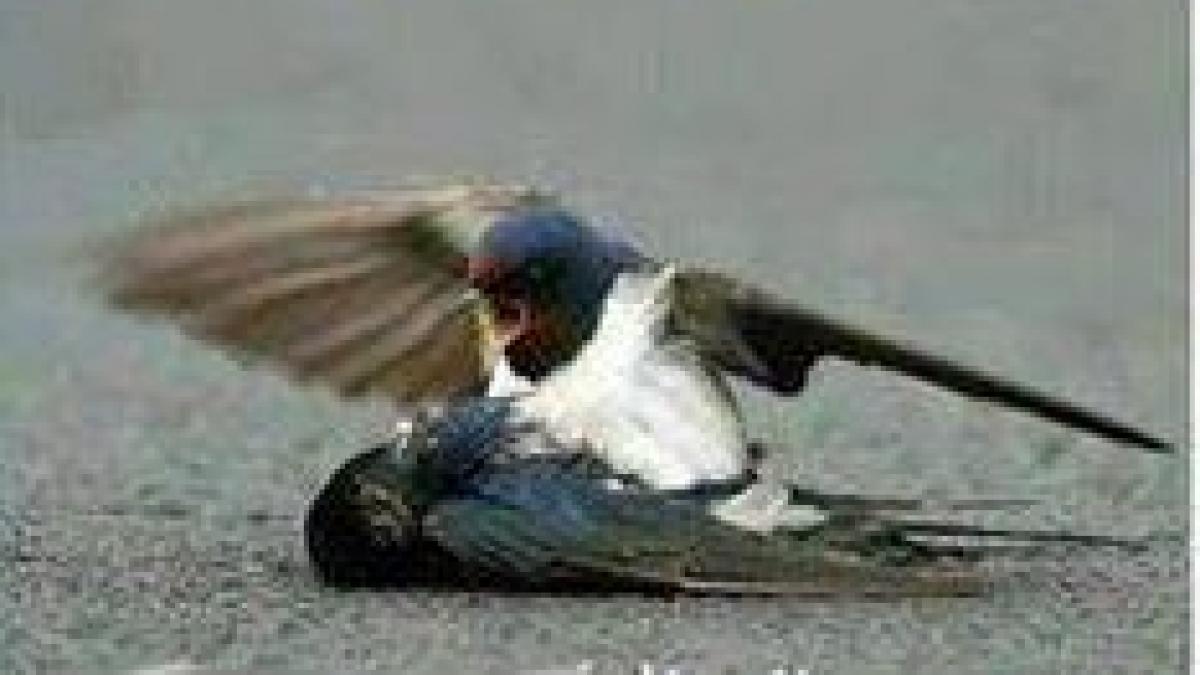 povestea emotionanta care da o lectie oamenilor avem ce invata de la ele