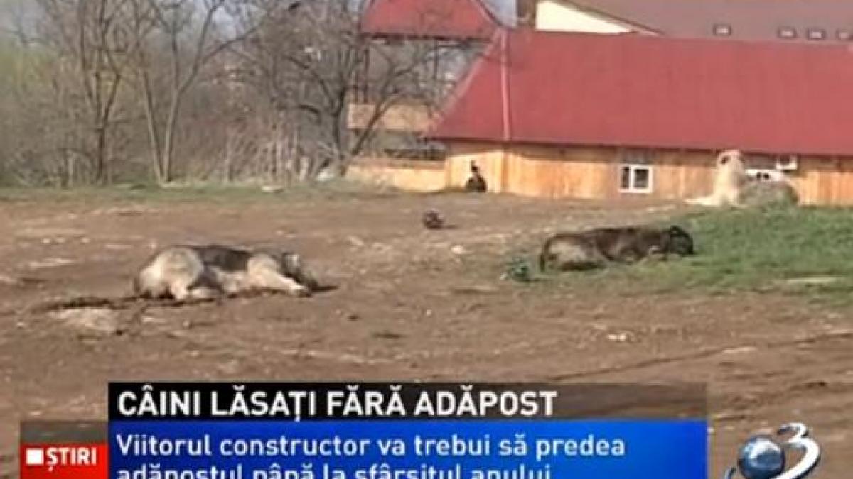 primaria capitalei reziliaza contractul cu firma care trebuia sa construiasca adapostul de caini