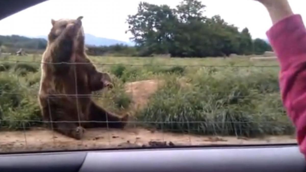 cel mai politicos urs pe care l ai vazut vreodata