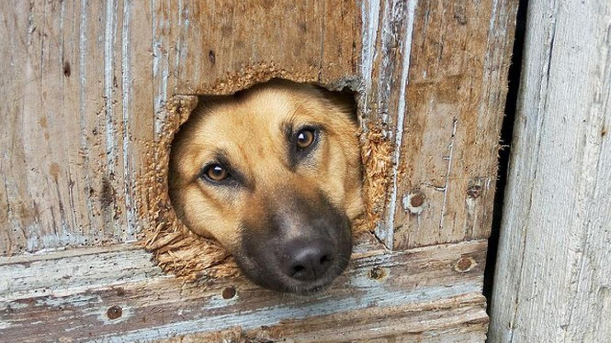 reguli noi pentru proprietarii de caini ce taxe vor plati si care sunt amenzile in caz de reclamatii