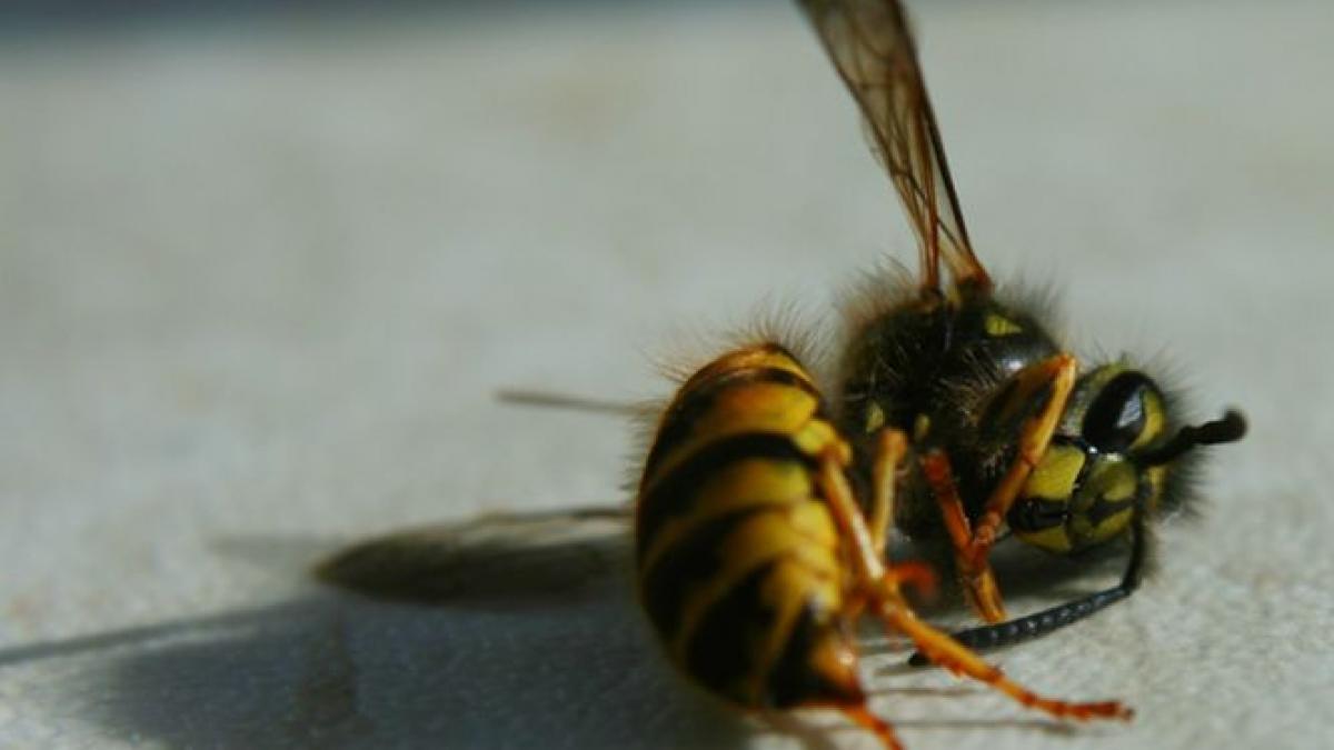 ue a interzis un insecticid letal pentru albine romania a votat impotriva masurii