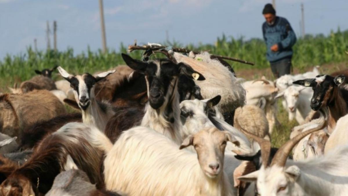 doi barbati s au ales cu rani usoare dupa ce au intrat cu masina intr o turma de capre