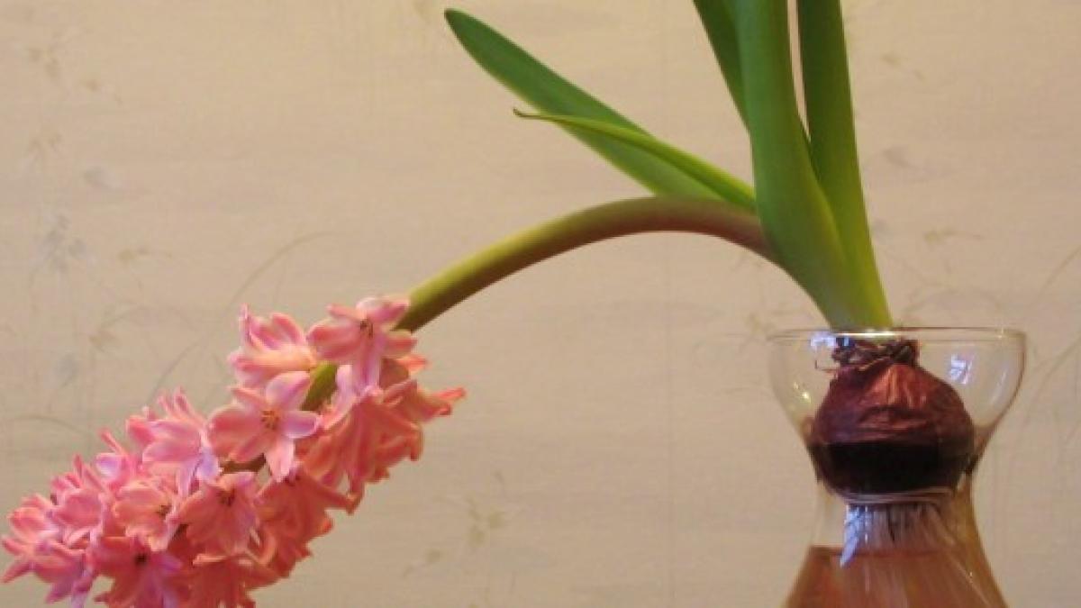 dr oz ce iti spune erectia despre sanatatea ta