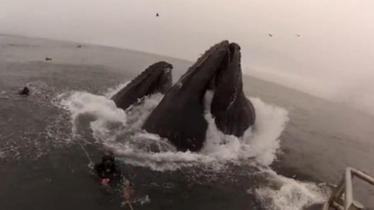 intalnirea impresionanta dintre mai multi scafandri si un grup de balene