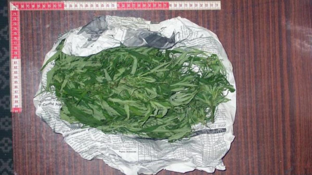 trei traficanti de droguri care au adus 12 kg de canabis din belgia audiati la diicot