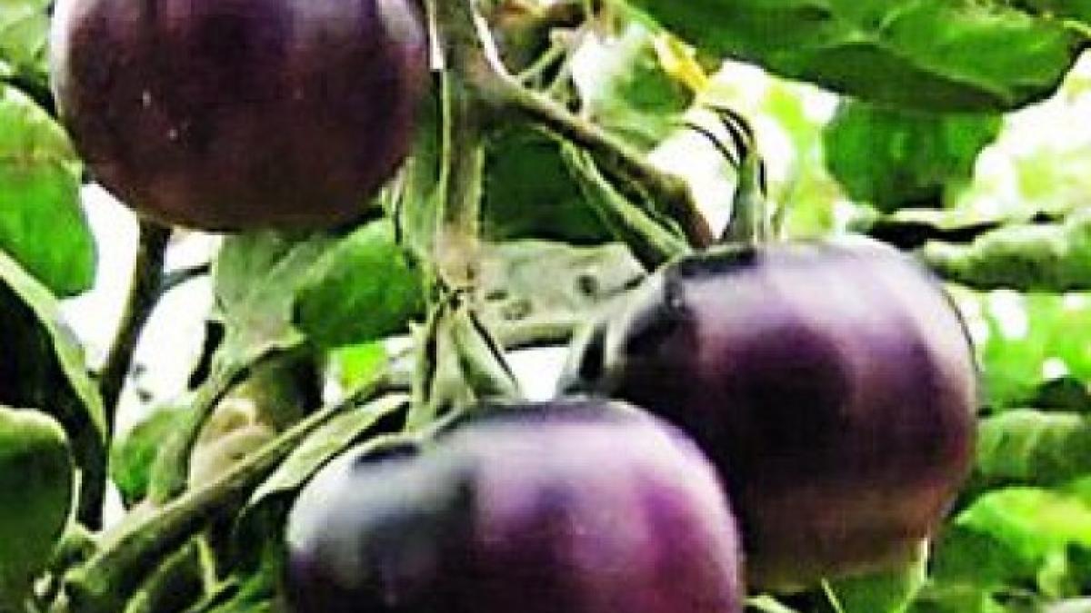 cercetatorii romani au prezentat publicului legumele care pot trata cele mai grave boli