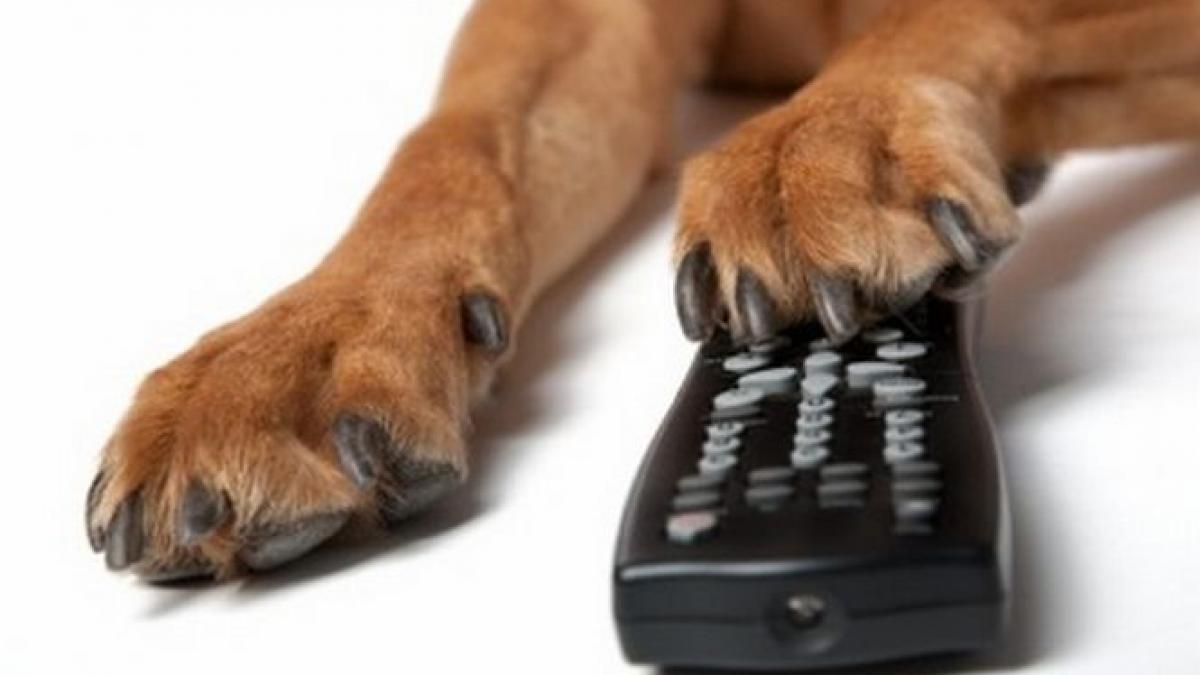 prima televiziune din lume dedicata cainilor