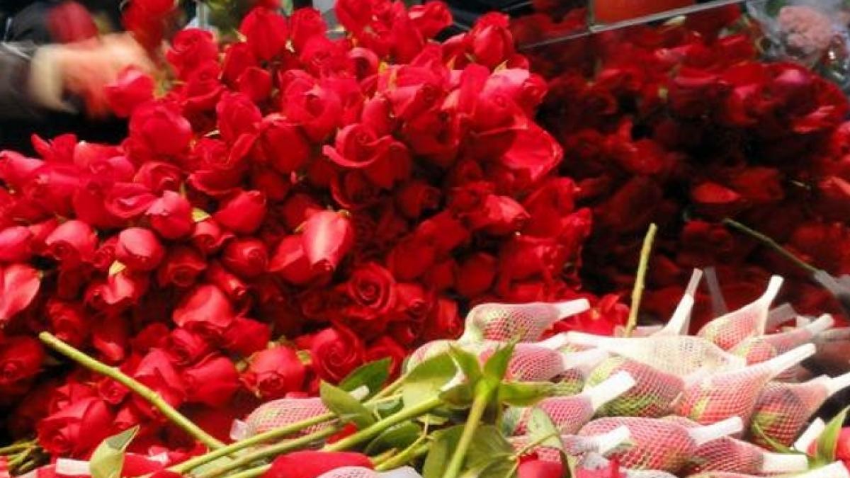 sera de trandafiri in valoare de 1 3 milioane de euro inaugurata in judetul dambovita