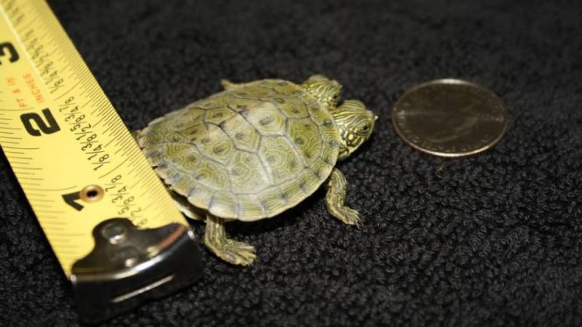 o broasca testoasa bicefala are cont pe facebook