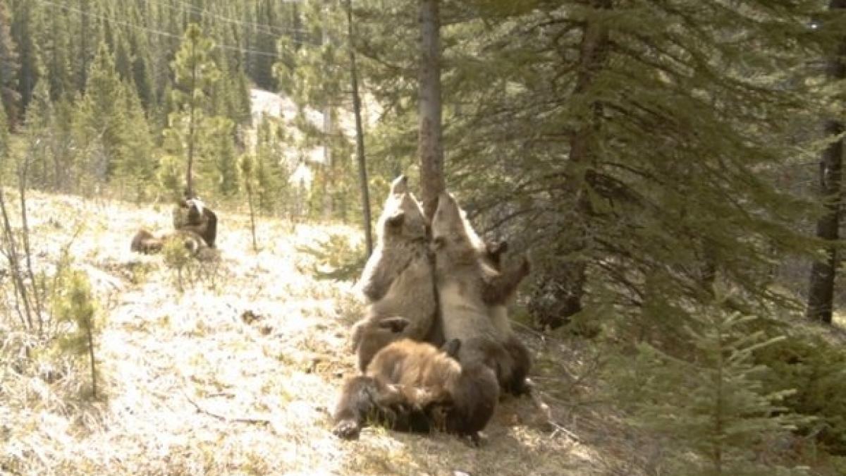 sa zambim party in padure cum se distreaza ursii cand nu sunt vazuti de oameni