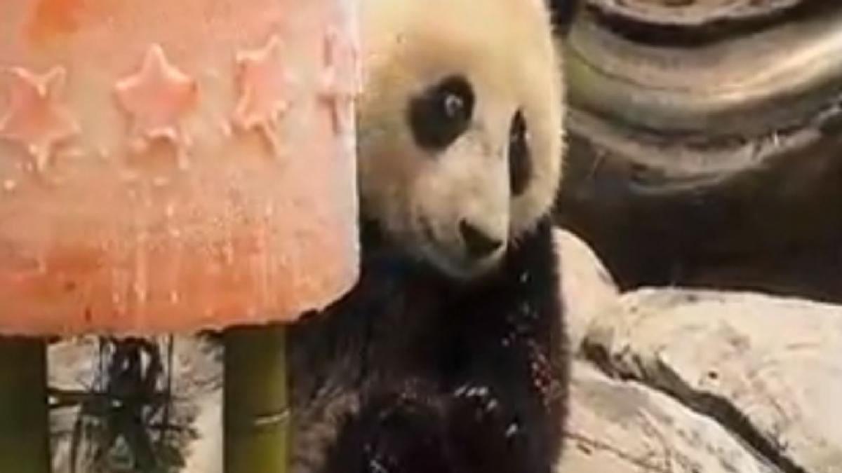 petrecere pentru un pui de panda cum s a distrat vedeta gradinii