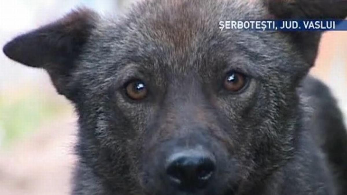 doi copii au ajuns in stare grava la spital dupa ce au fost muscati de cainele familiei