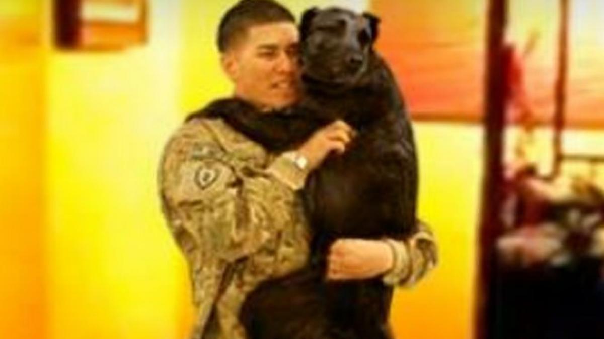 imaginile care emana bucurie intalnirea emotionanta dintre un caine si prietenul sau cel mai bun