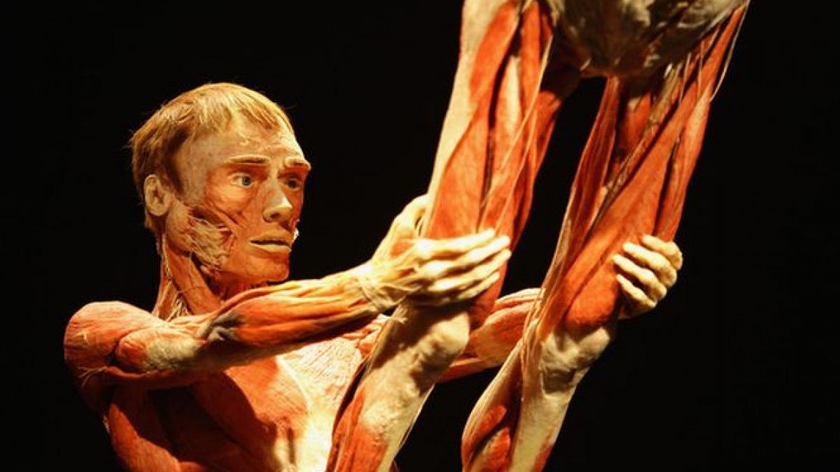 succes rasunator al expozitiei the human body a adus incasari de aproape un milion de euro