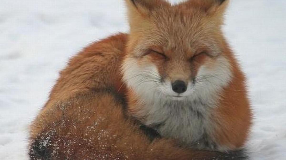 un ger puternic s a abatut peste brazilia unde acum este iarna animalele de la zoo tremura de frig