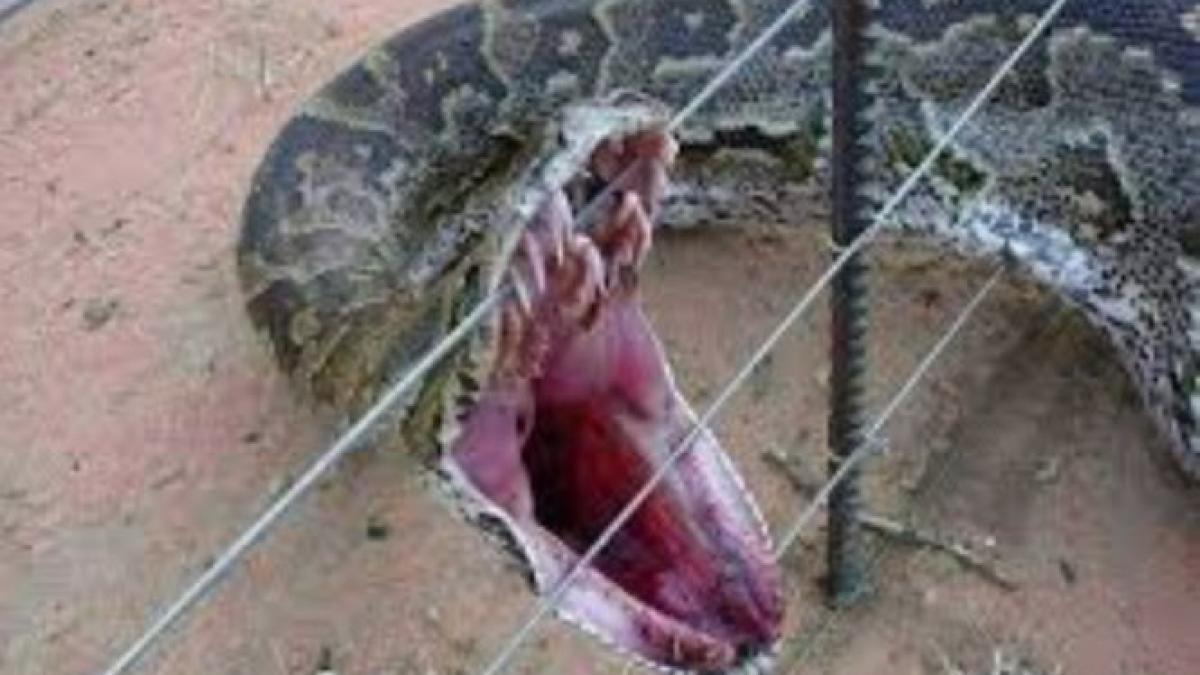 doi copii din canada strangulati de un piton in timp ce dormeau