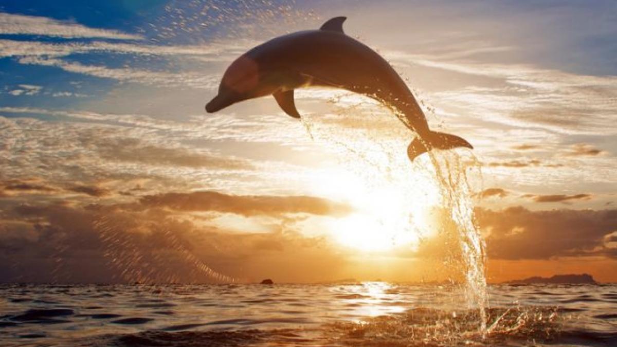 mamiferele cu cea mai buna memorie isi pot recunoaste semenii si dupa o despartire de 20 de ani