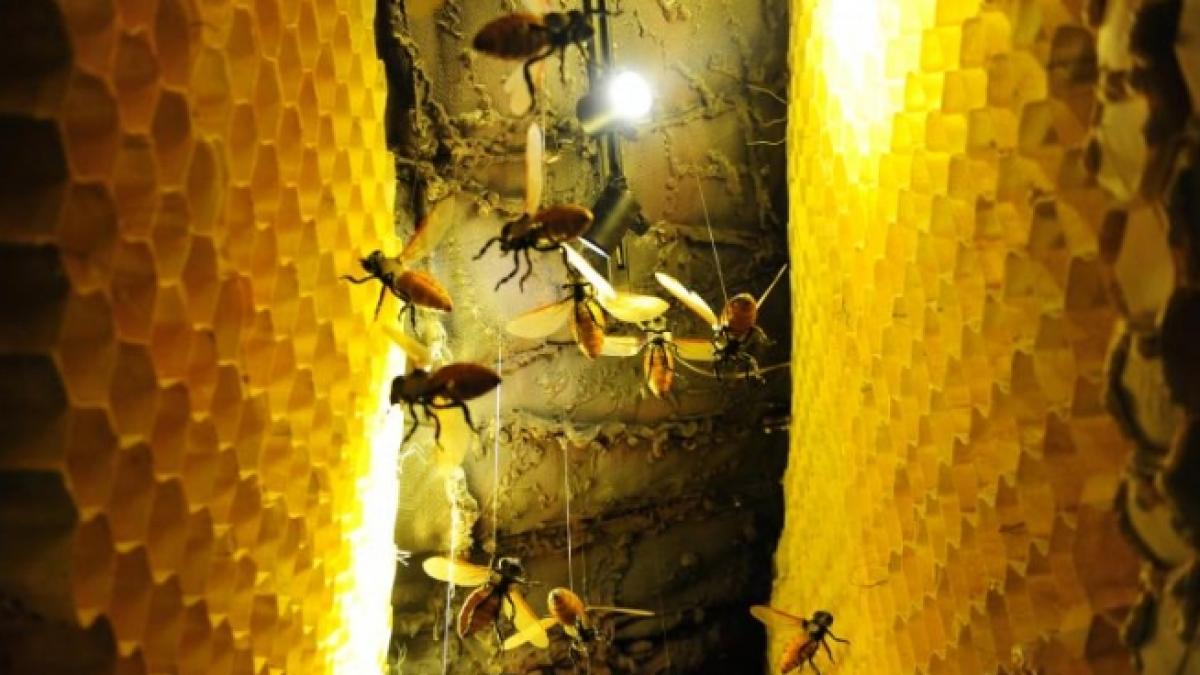 mierea care va revolutiona lumea medicinei