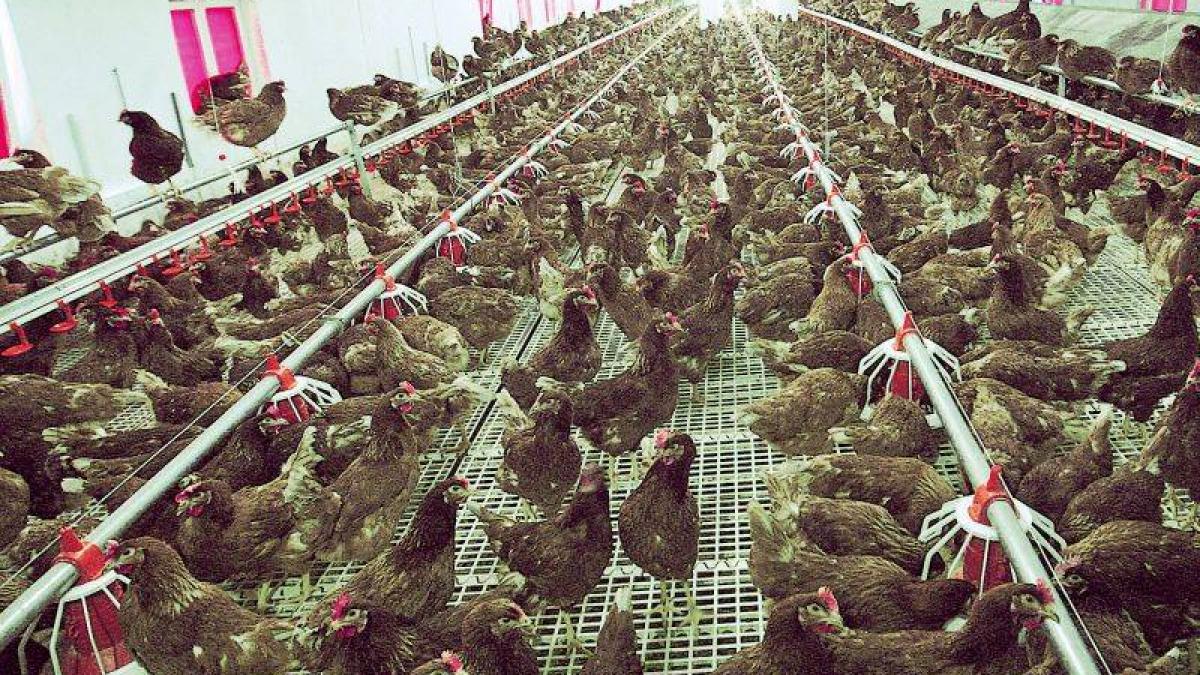 transformarea socanta care se petrece in corpul tau atunci cand mananci acest aliment popular este