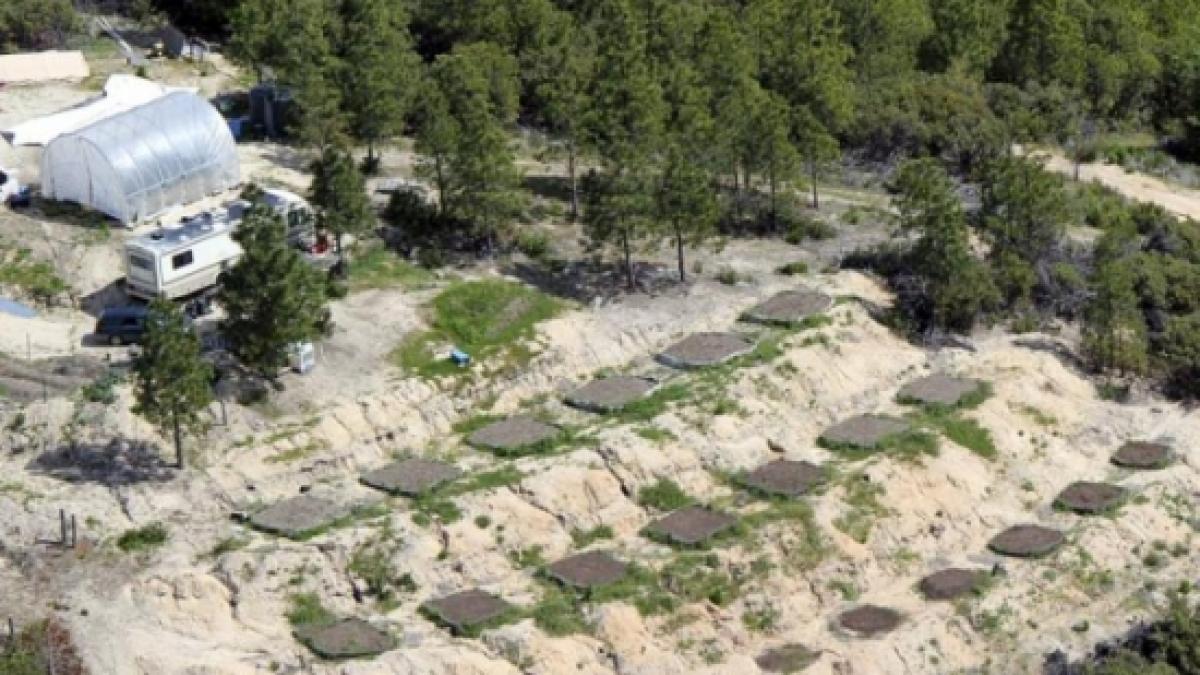 trei culturi de canabis descoperite in gorj si valcea mai multi suspecti au fost dusi la audieri