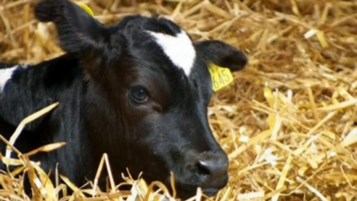 e la fel de rar ca un castig la loto fermierul a ramas cu gura cascata cand a vazut ce a fatat vaca