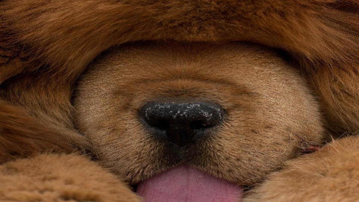 au inmarmurit cand au auzit un latrat din cusca leului cum explica minunea administratia unei