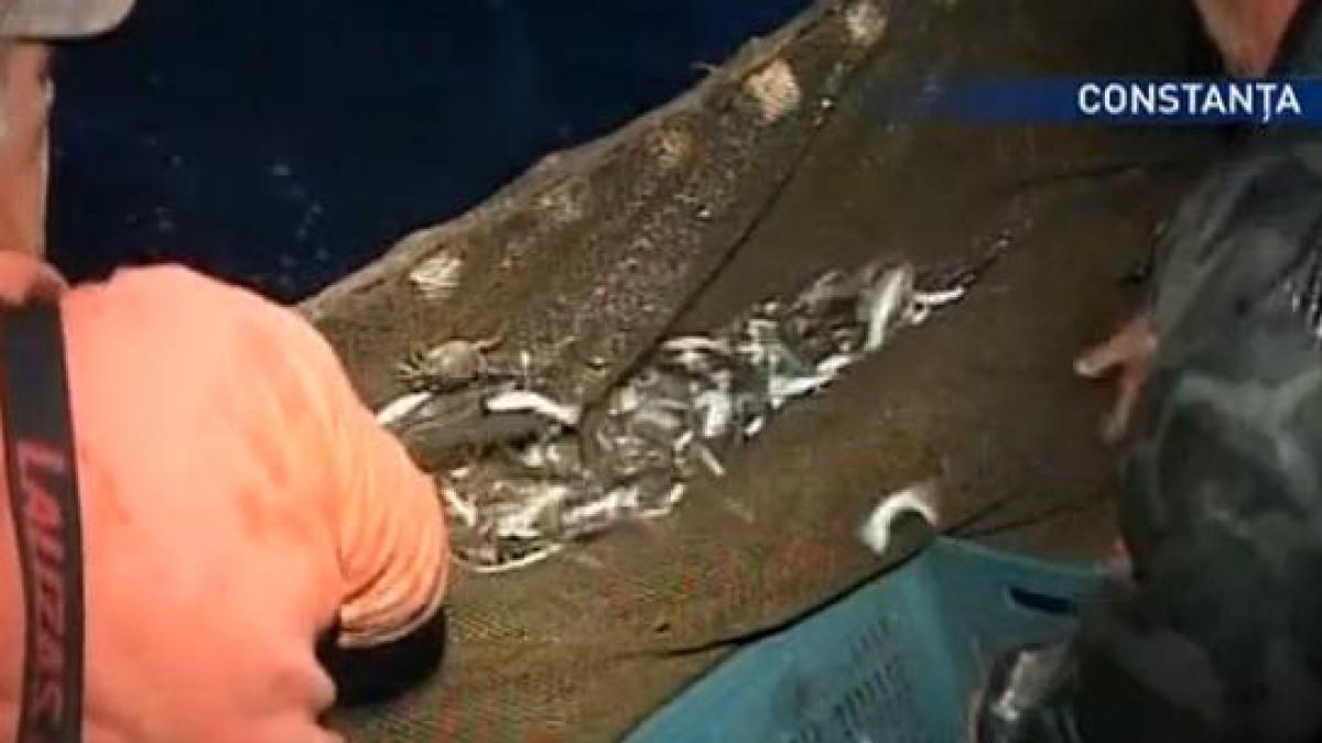 pescarii constanteni se plang ca prind tot mai putin peste in fiecare an