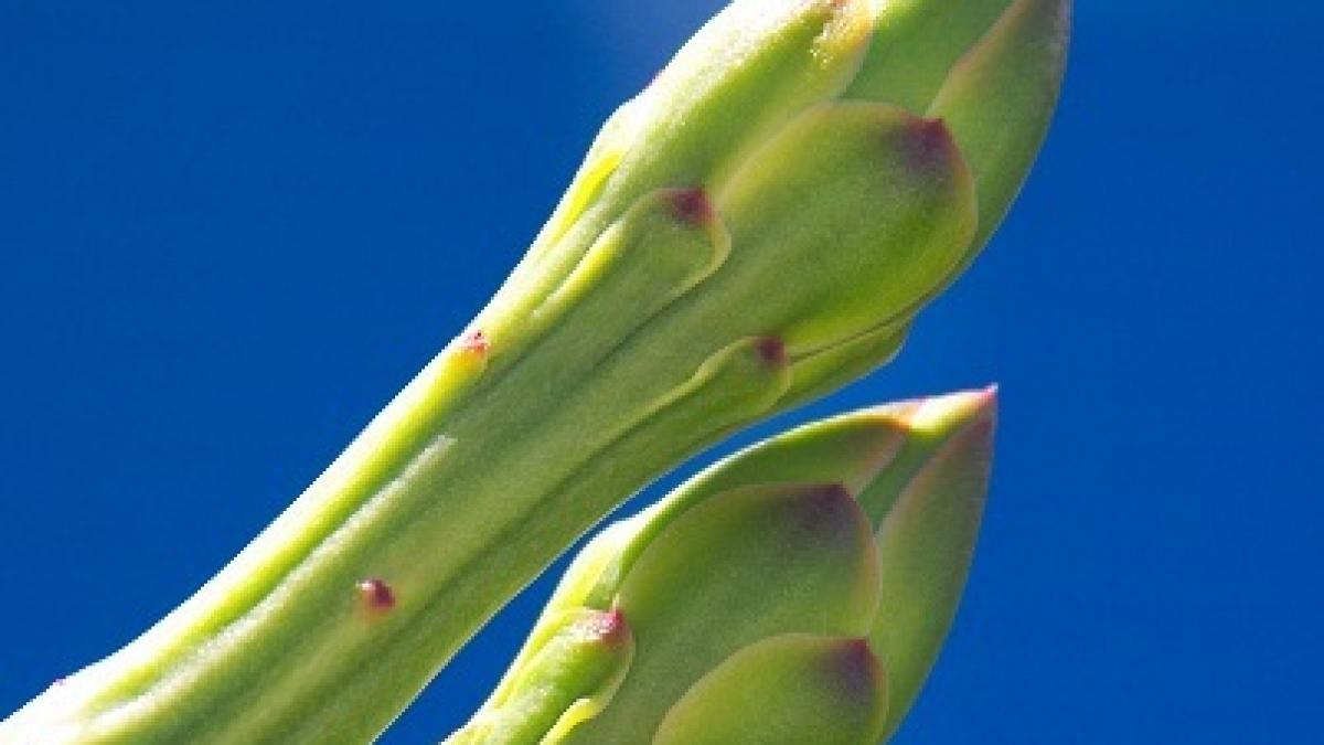 stiai ca 7 curiozitati despre penis