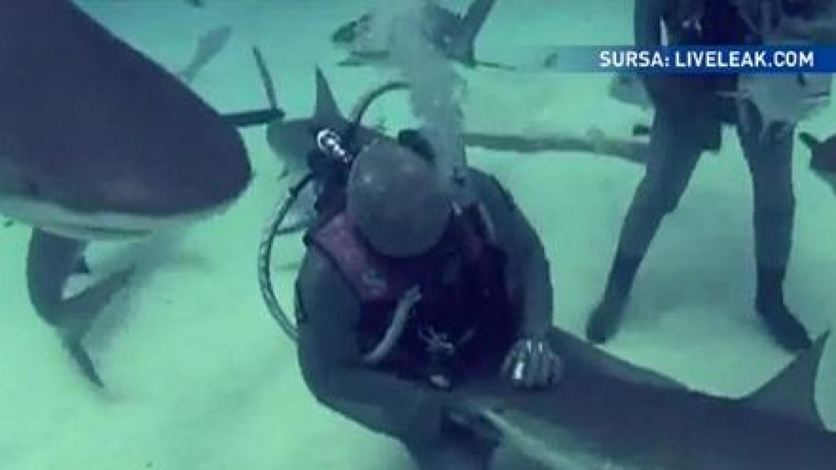 curaj nebun o femeie se avanta in adancuri pentru a salva rechinii din bahamas