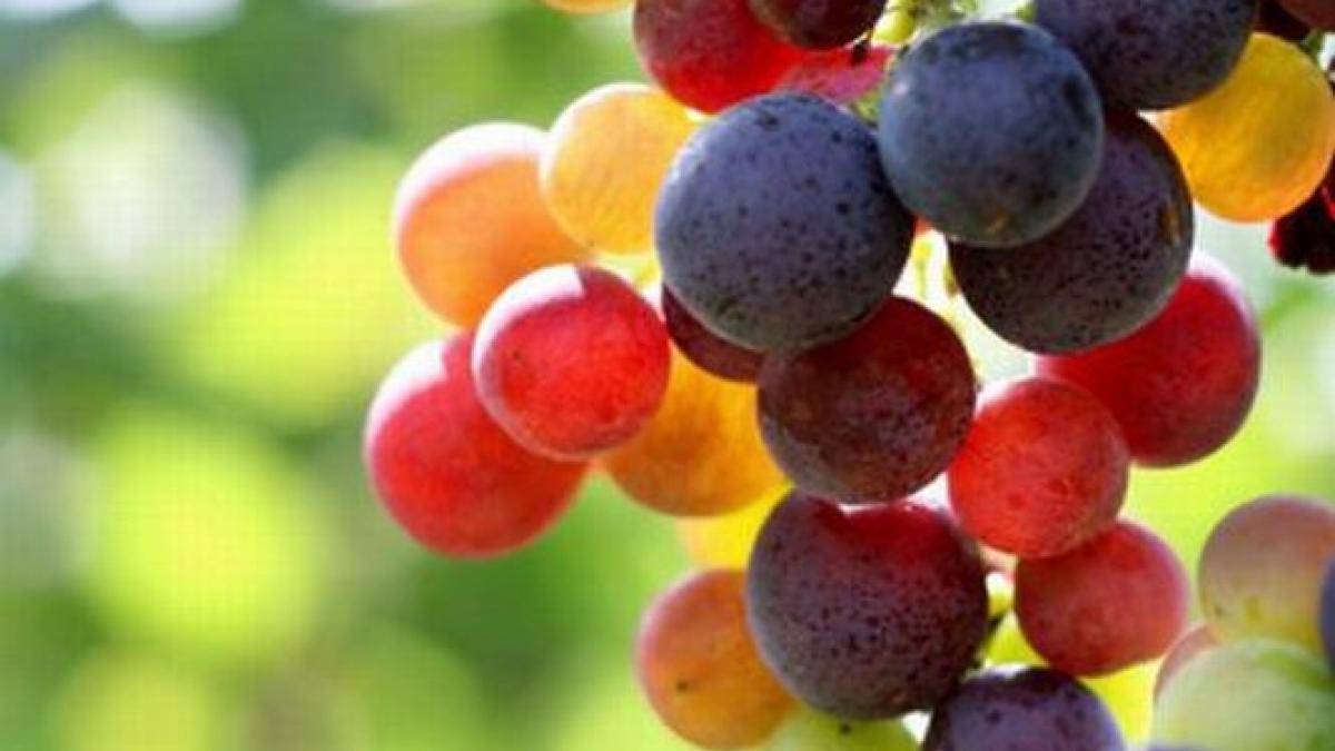 agricultura ne ajuta productia de struguri din acest an in crestere fata de 2012