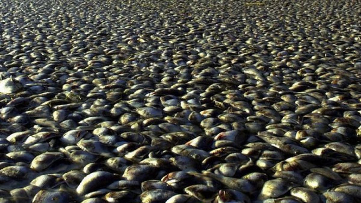 circa 10 de tone de pesti gasiti morti pe un lac din rio de janeiro