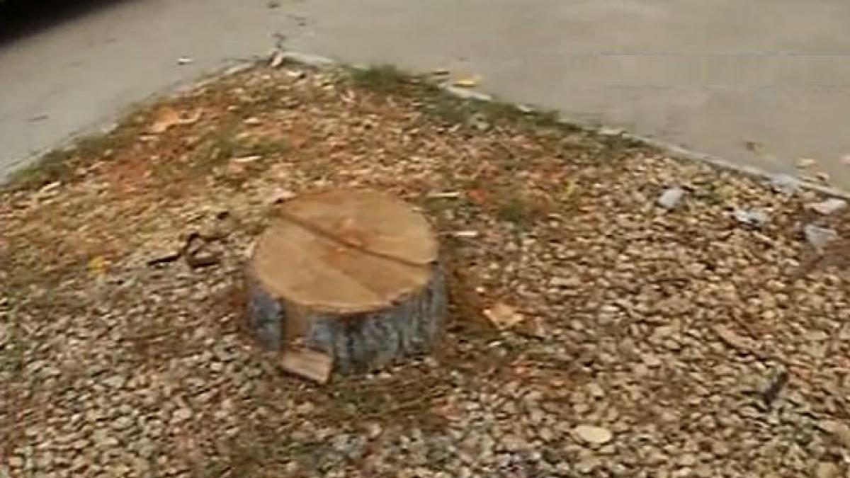 au vrut sa transforme bucuresti in paris au lipit copacii cu lac dar s au uscat