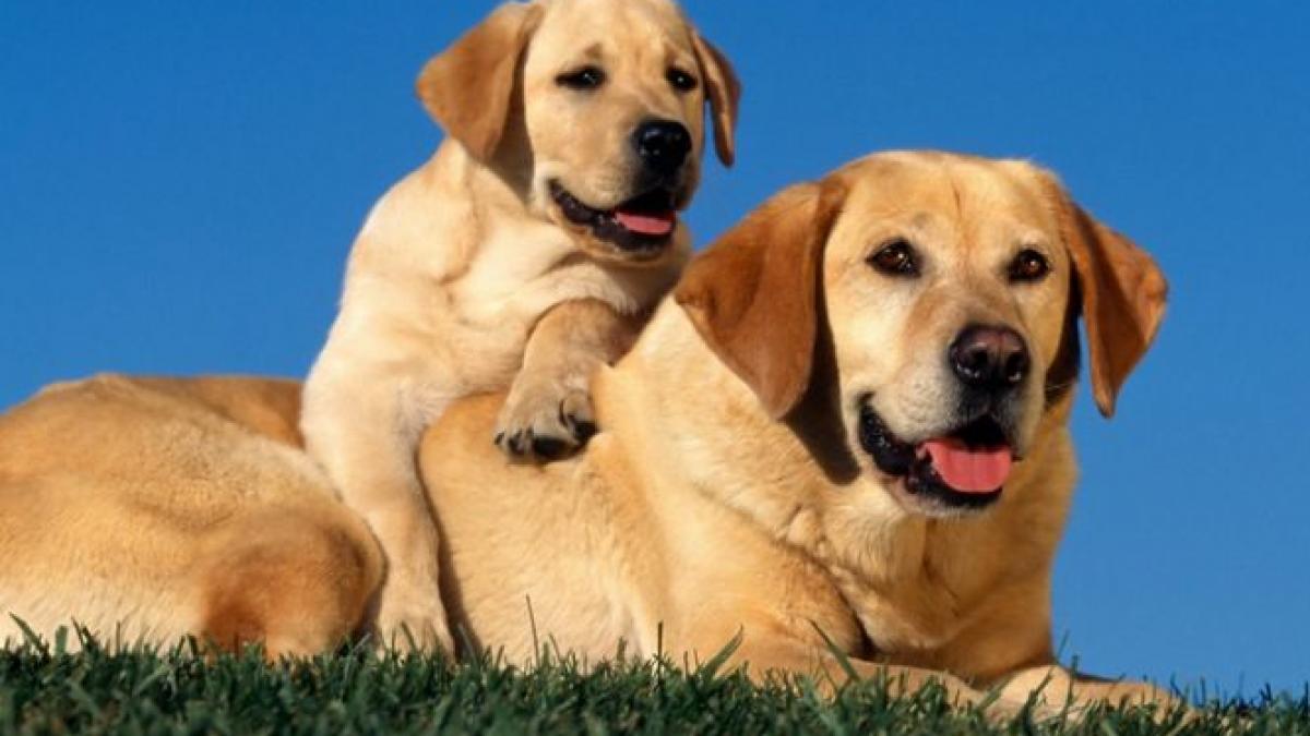 fiscul ia la puricat animalele de companie orice animal care valoreaza mai mult de 3 400 de euro