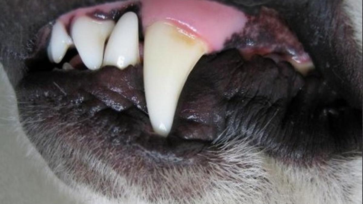 razvan bancescu da asigurari cainii care au ucis copilul vor fi eutanasiati