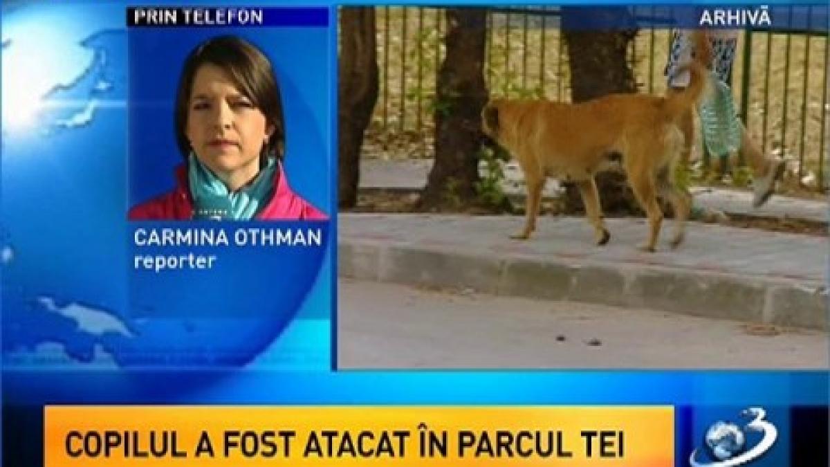 A child was killed by stray dogs, nearby by a park in Bucharest