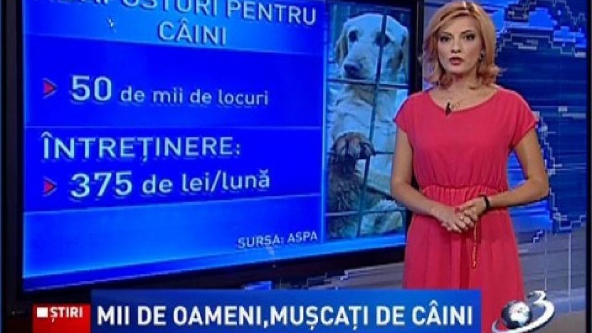 Bucharest – the stray dogs heaven. The neighborhoods with the most dangerous packs of dogs