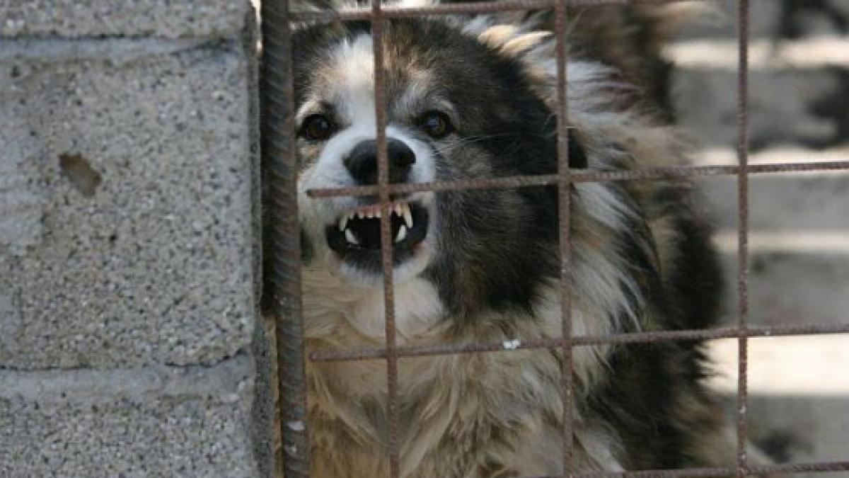 bucuresti capitala maidanezilor unde sunt cele mai periculoase haite de caini din capitala