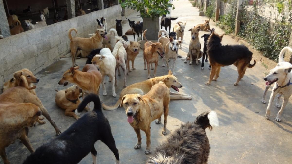 o femeie muscata de maidanezi e in stare grava la o zi dupa ce un caine a sfasiat un copil
