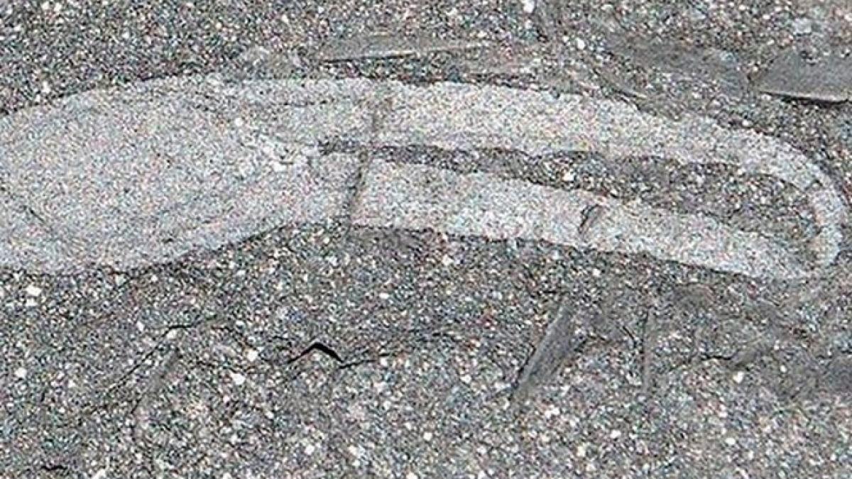 ramasitele celui mai vechi animal terestru din lume descoperite pe continentul african